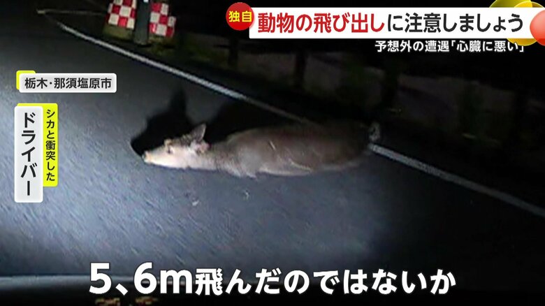 撮影者が衝突したシカ（視聴者提供）
