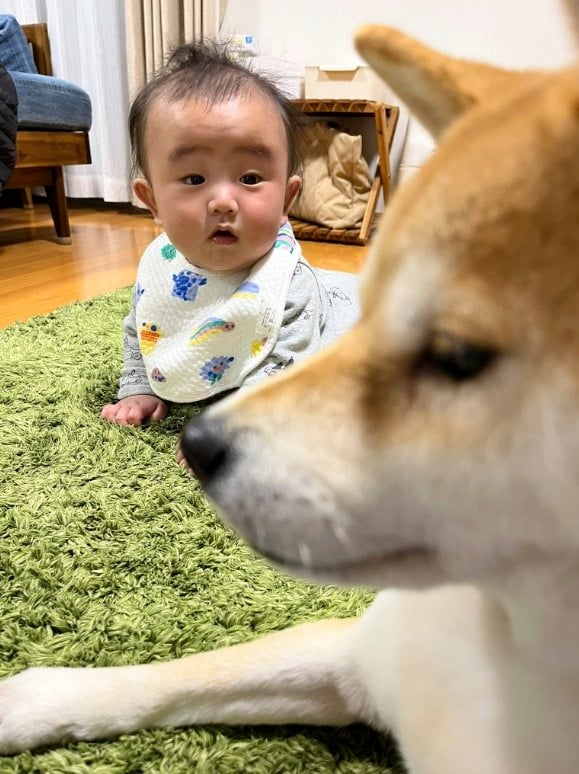 提供：柴犬こちゃんさん