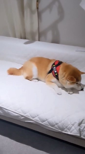 提供：natsumi.nnnさん