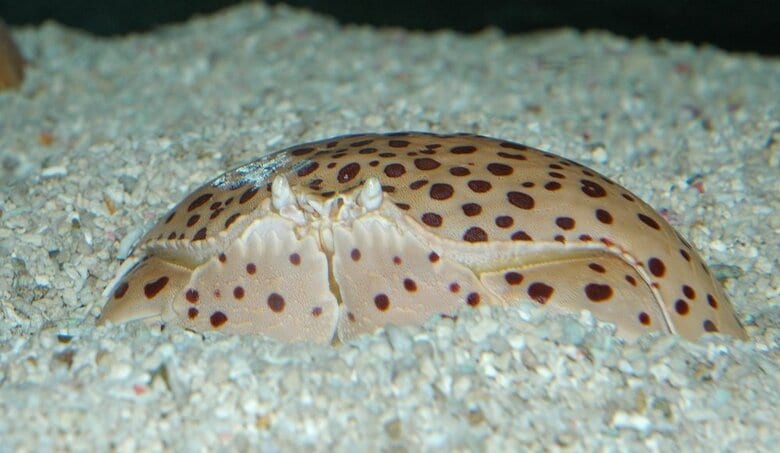 砂に潜っているマルソデカラッパ