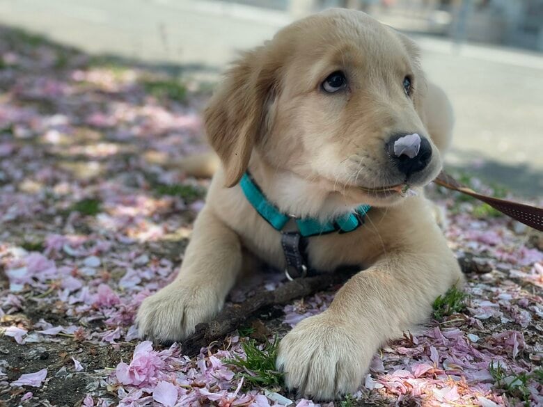 子犬時代のセナくん
