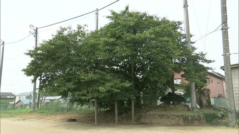 「朝河桜」今も大切に育てられている
