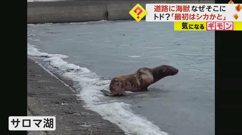 氷がただよう水の中へ入っていったトド