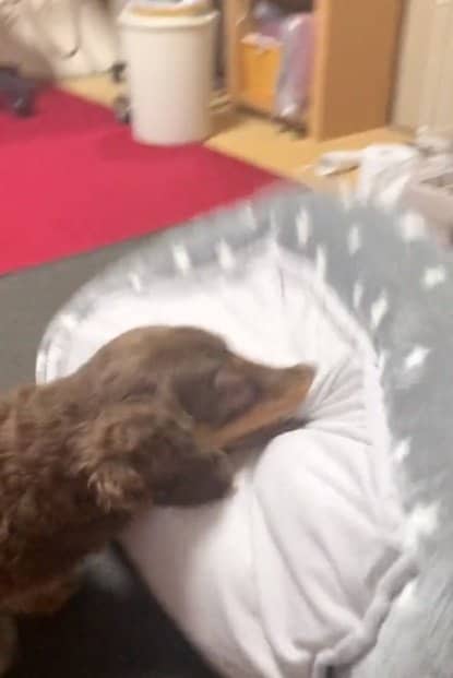 リアくんが勢いよくひっくり返したベッドの下にはルクちゃんが…