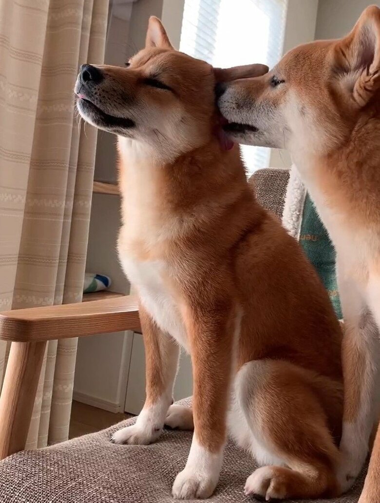 毛づくろいをしてあげることも
