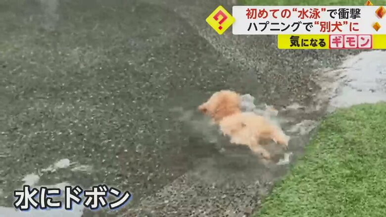 （FNN投稿サイト「ビデオPost」）