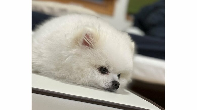 散歩へ行けない時は悲しそう