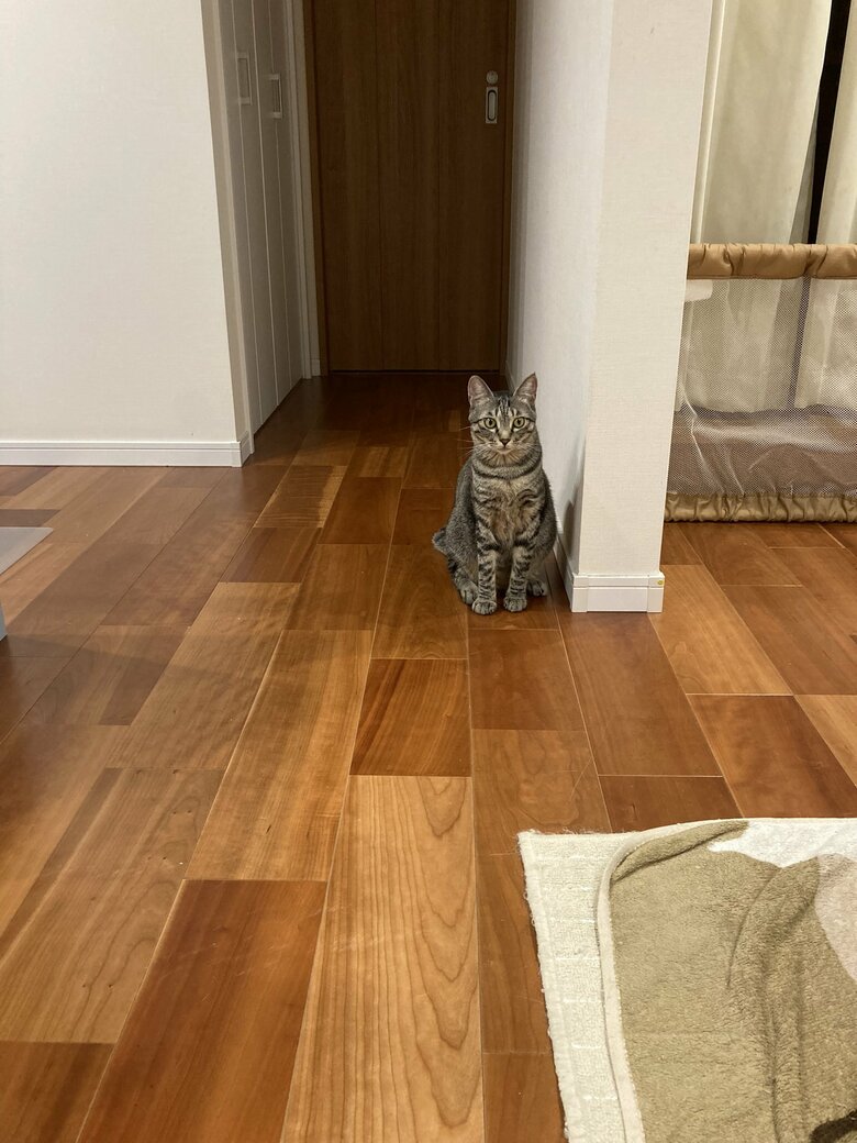 提供：かぎしっぽすず&つむぎさん