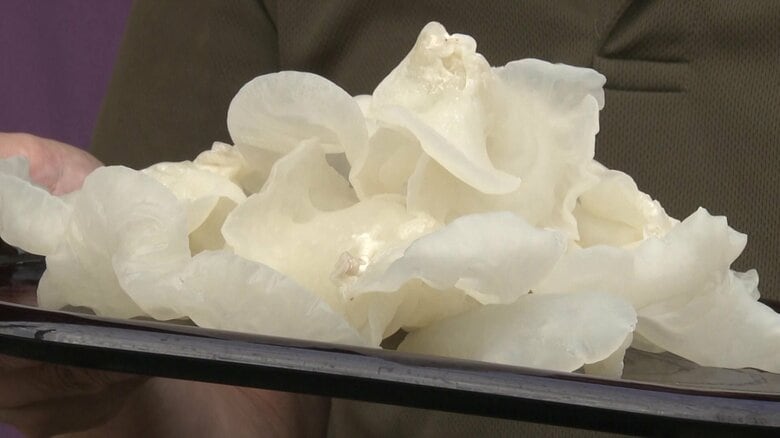 突然変異によって生まれる「白いキクラゲ」