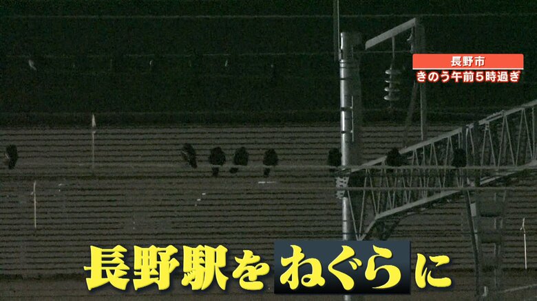 長野駅周辺をねぐらにするカラスたち