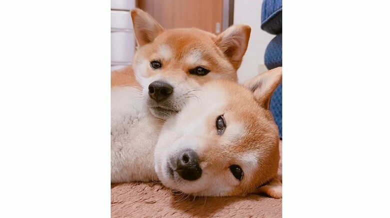 仲良し“兄妹”（上：ミントちゃん　下：ムックくん）