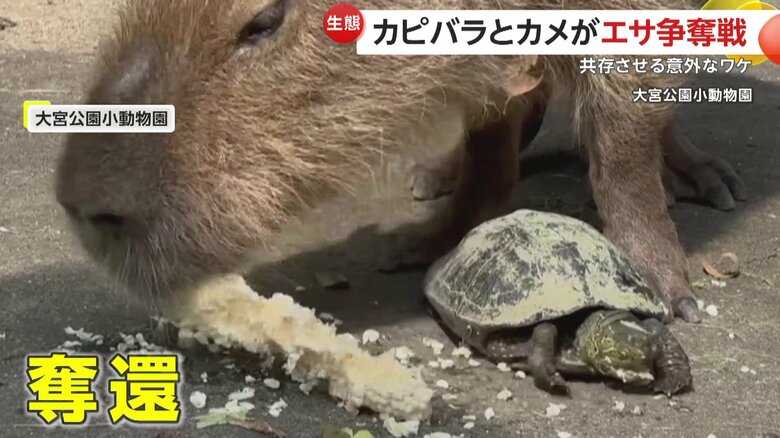 カメからトウモロコシを取り上げるかのように食べるカピバラ