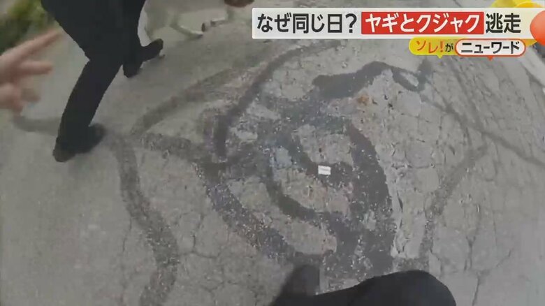 警察官のボディカメラが捉えたヤギをタックルし捕獲する瞬間の映像②