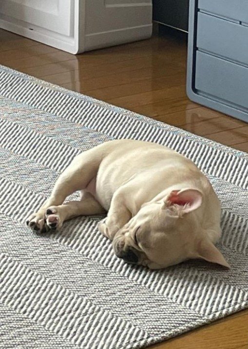 提供：みるくちゃん