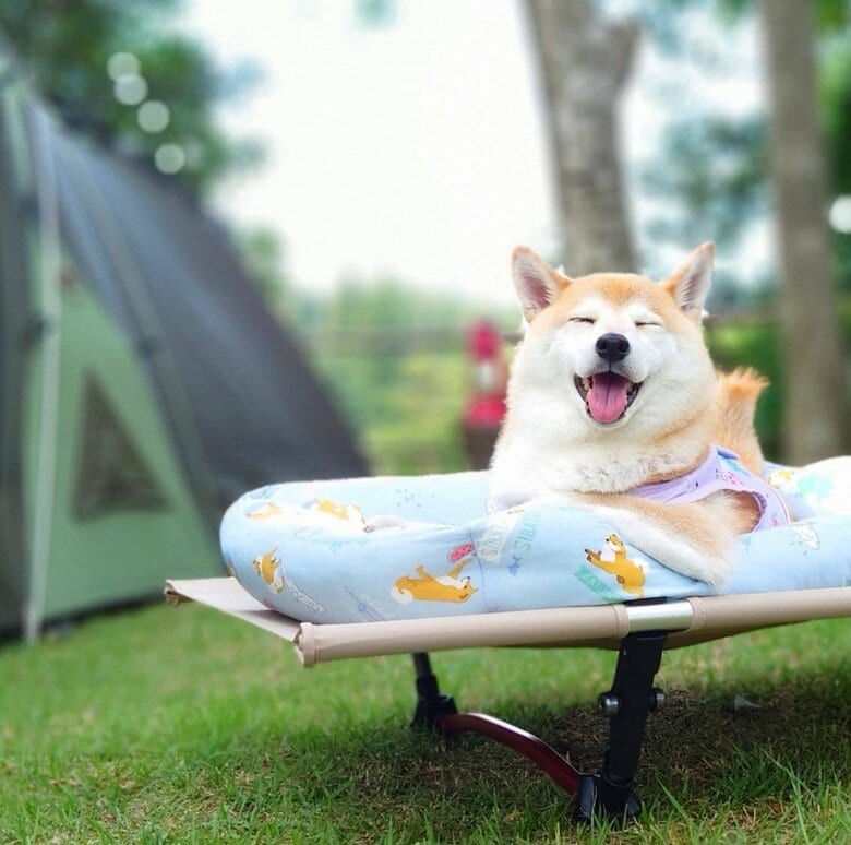 提供：柴犬チャーミーさん