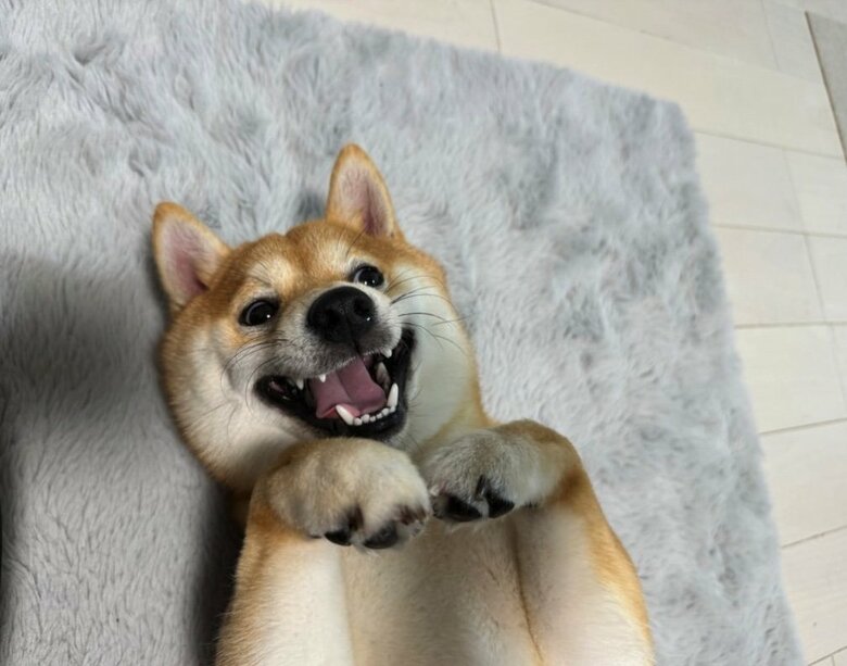 提供：わさび一族さん