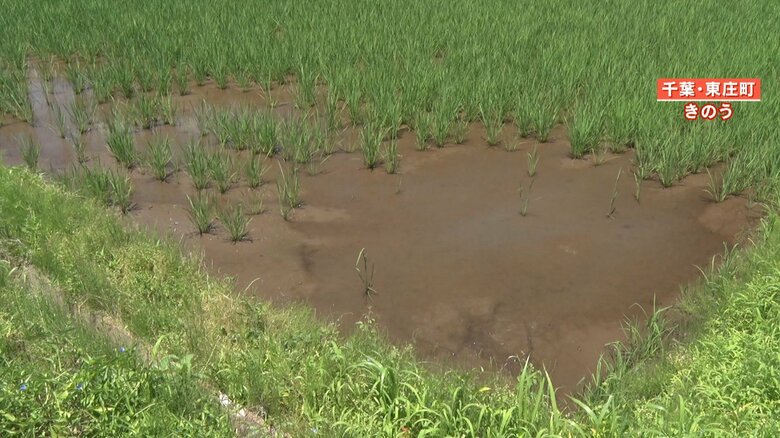土がむき出しになった田んぼ