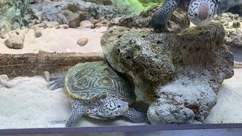 岩で背中をかきかきする様子