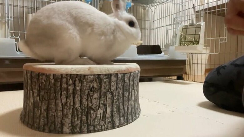 ひょいっとできました