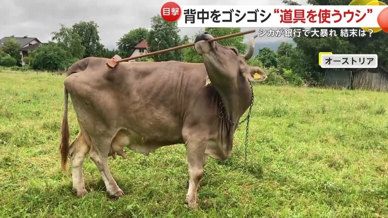 ブラシをくわえて体をゴシゴシとこするウシ