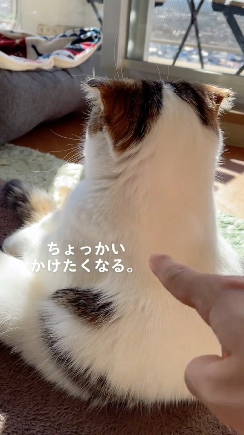 ちょっかいをかけたくなる