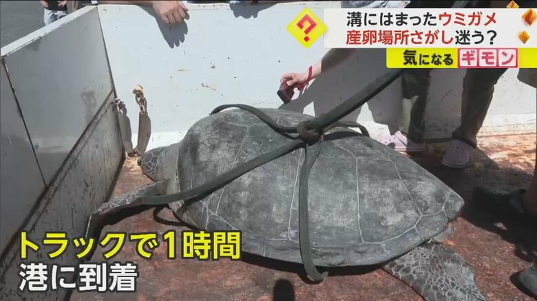 トラックに載せられているウミガメ