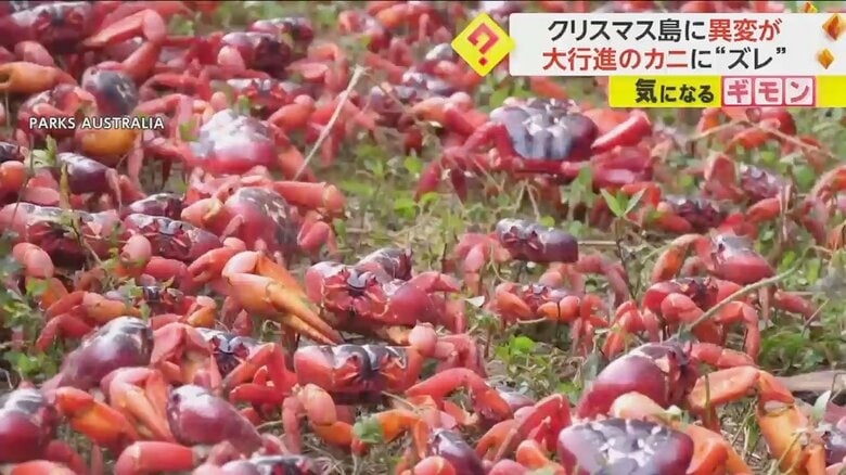 アカガニが一斉に海に向かう様子