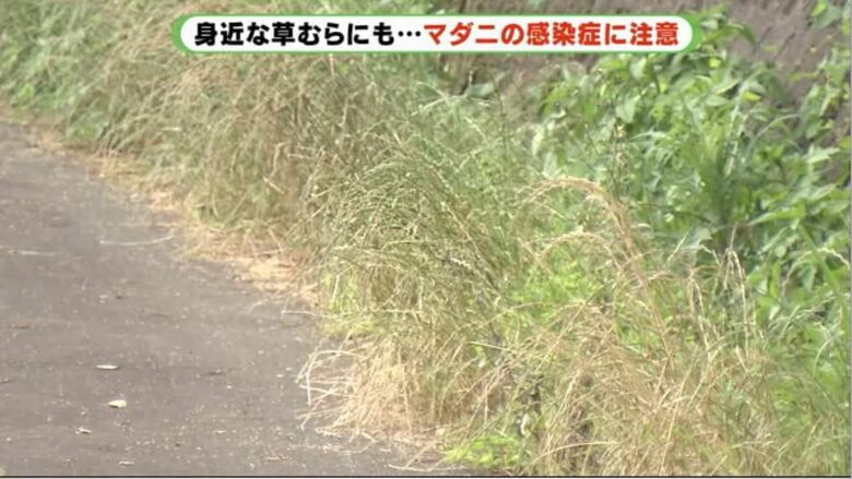 草むらには思わぬ危険が