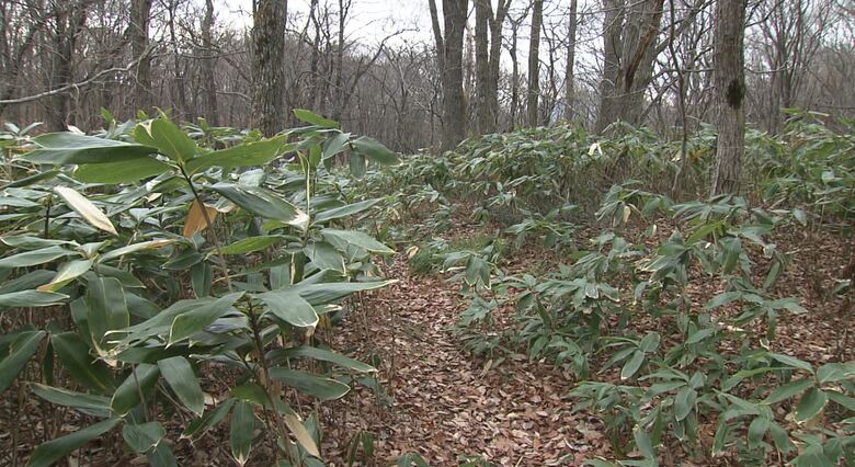 諏訪部さんが襲われた山林