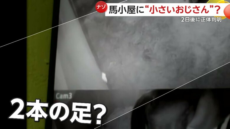 ゆっくりと現れたかと思えば、突然テケテケと早歩きを行ってきた2本の足のようなも