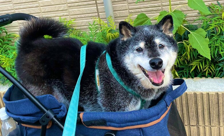 お散歩をするのも好き