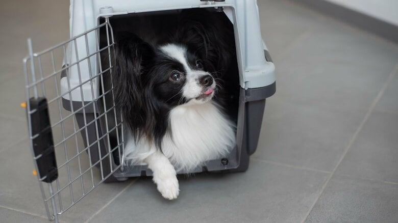 ペットの鳴き声などでトラブルに（画像はイメージ）