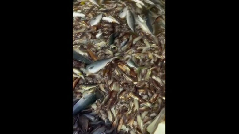 定置網漁ではイカを避けるのは困難（提供：ツガイナカ中村漁場）