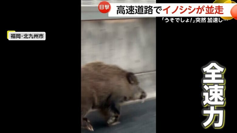 全速力でダッシュしたイノシシ（視聴者撮影）