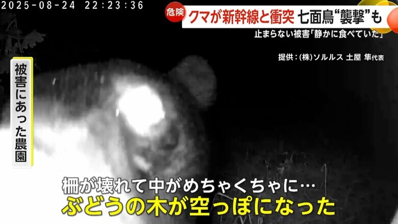「ぶどうの木が空っぽになった」と話す被害に遭った農園