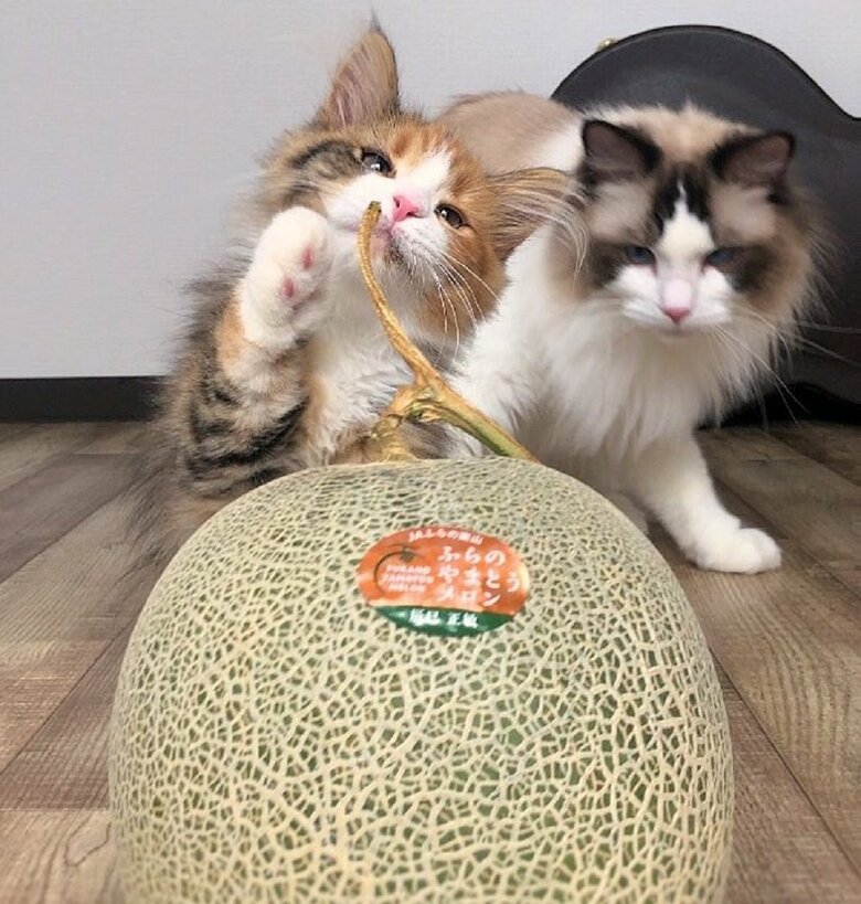 好奇心旺盛な麦ちゃんと慎重で怖がりだというとろろくん