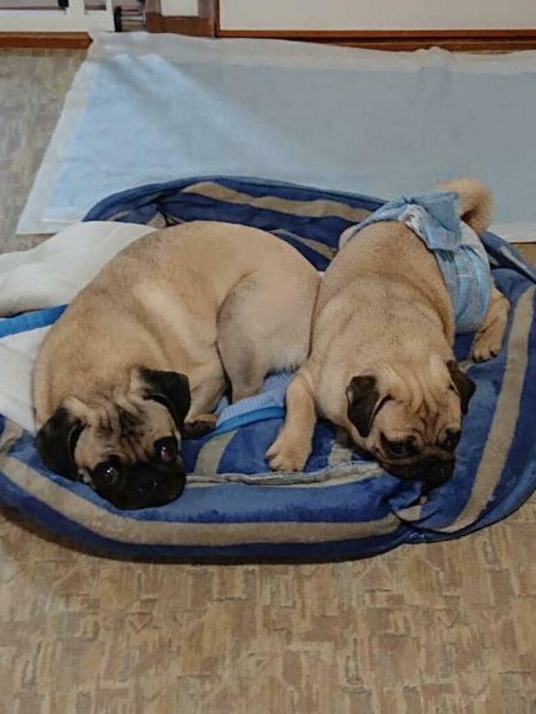 提供：たまごandおもちさん