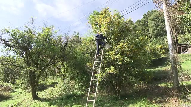 高所での作業も　約100本の木をほぼ一人で手入れする
