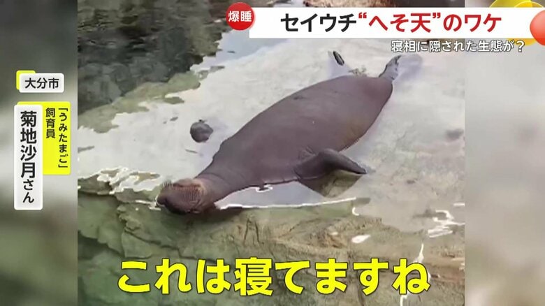 爆睡するいちこちゃん（提供：大分マリーンパレス水族館「うみたまご」）