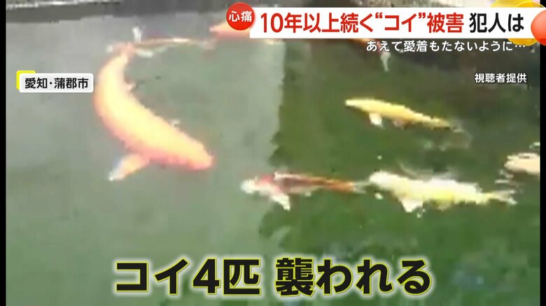 襲われたコイが泳いでいる池