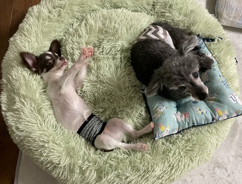 2匹でリラックス中