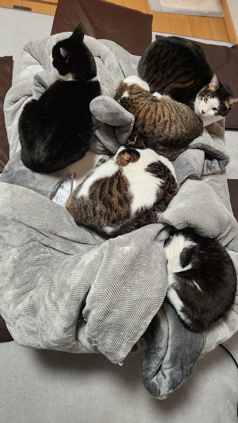 別の日もこたつに集まる猫4匹（提供：やわいさん）