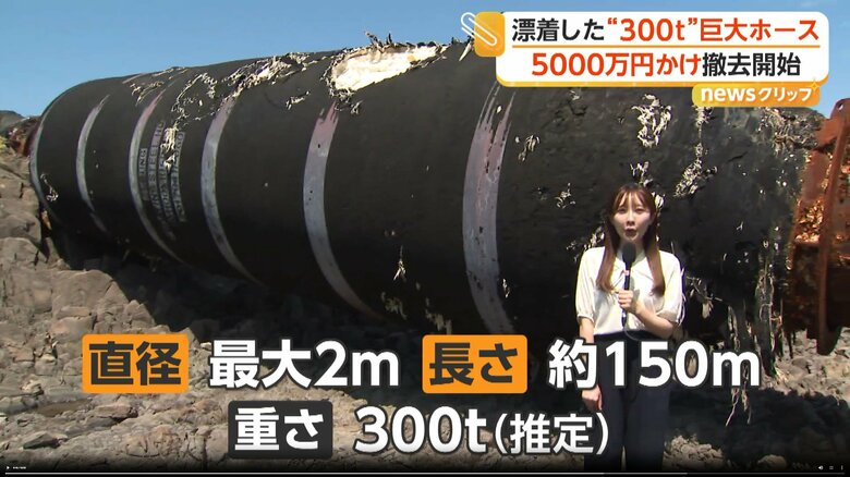 人が隣に立つと、ホースの巨大さが分かる