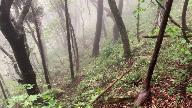 1945年にB29が墜落した現場周辺の現在　木は成長しているが細い木が多い