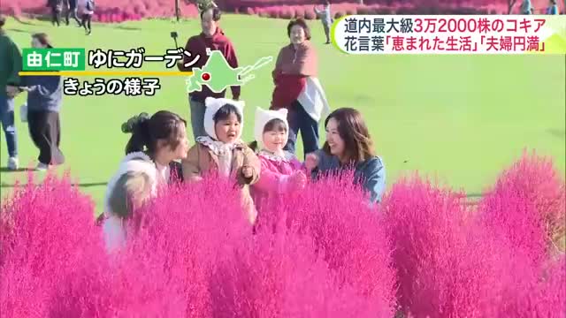 【北海道の天気 15日(水)】道内最大級のコキアが見ごろ！3万2000株が一斉に鮮やかなピンク色に…深まる秋と近づく冬！最新の10日間予報
