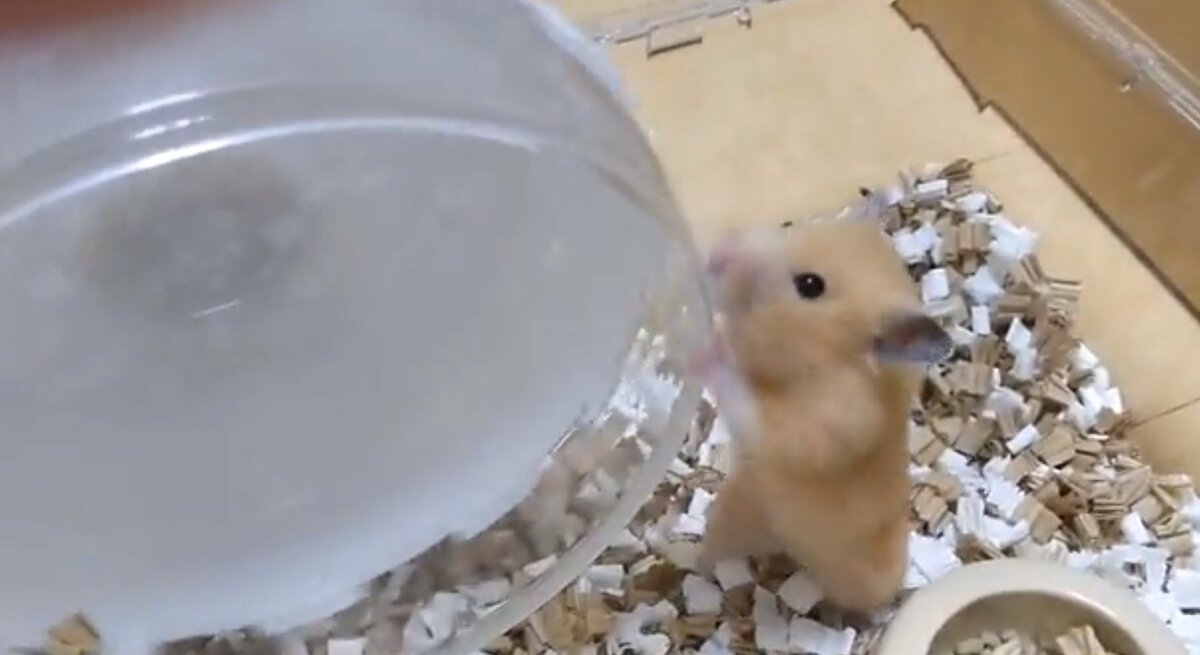 飼い主 手で回してました 回し車で遊ぶ クセ が強いハムスターに注目