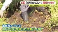 長雨に台風も…例年終わるはずの稲刈りが終わらず残ったままに　すでに発芽を迎えた稲も