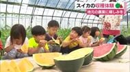 自分たちで植えつけたスイカがこんなに大きく！子供達が収穫体験　地元の農業に親しみを