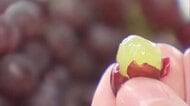 ブドウの季節到来！　デラウェアの初競り　最高値は1パック1000円