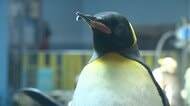 未来のパートナーは?キングペンギンの「ジュン」婚活へ 「一夫一妻制」のペンギンには“重大イベント” 長崎ペンギン水族館